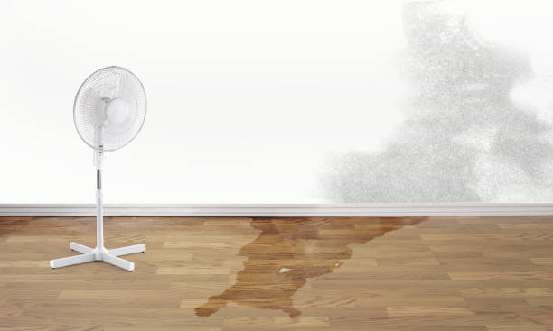Best Flood damage cleanup  in Plattsburgh, NY